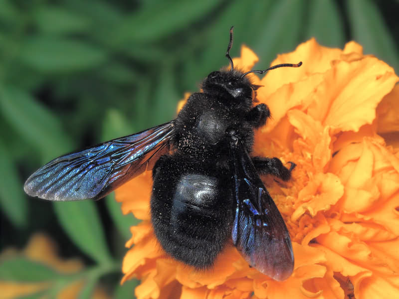 Xylocopa violacea (Linnaeus, 1758)